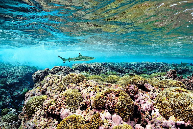 Requin en Polynésie