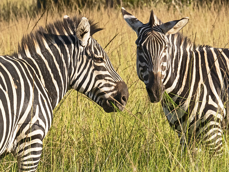 Zèbres en Tanzanie - crédit Camille Mallet