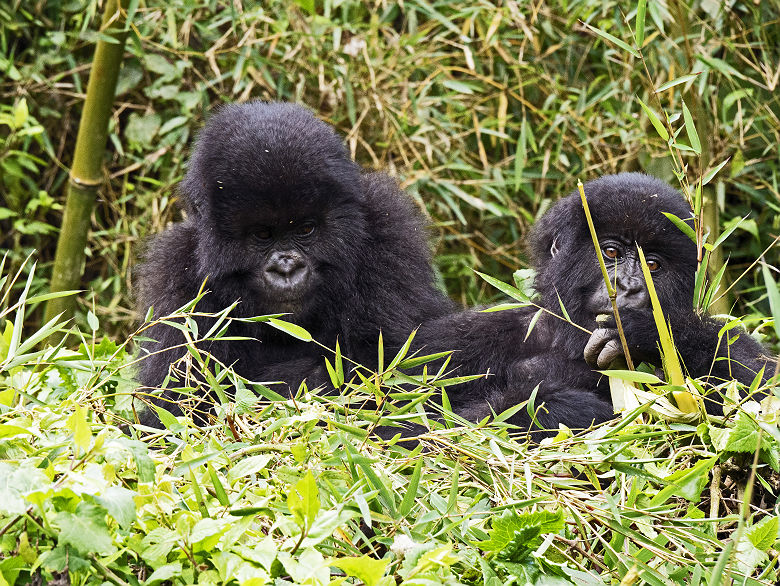 gorilles_au_rwanda__credit_camille_mallet