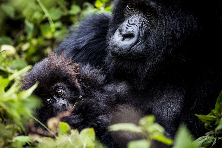 Gorilles des montagnes au Rwanda