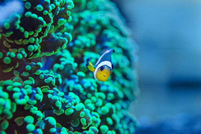 Seychelles - Portrait d'un poisson clown entre les coraux bleus