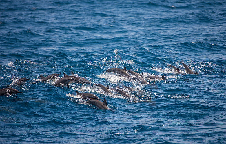 Observation des baleines et des dauphins au Sri Lanka