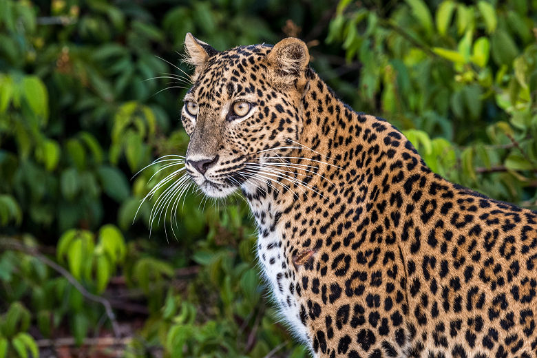 Léopard dans le parc national de Wilpattu - Sri Lanka