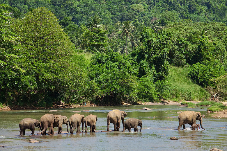 Elephants au Sri Lanka