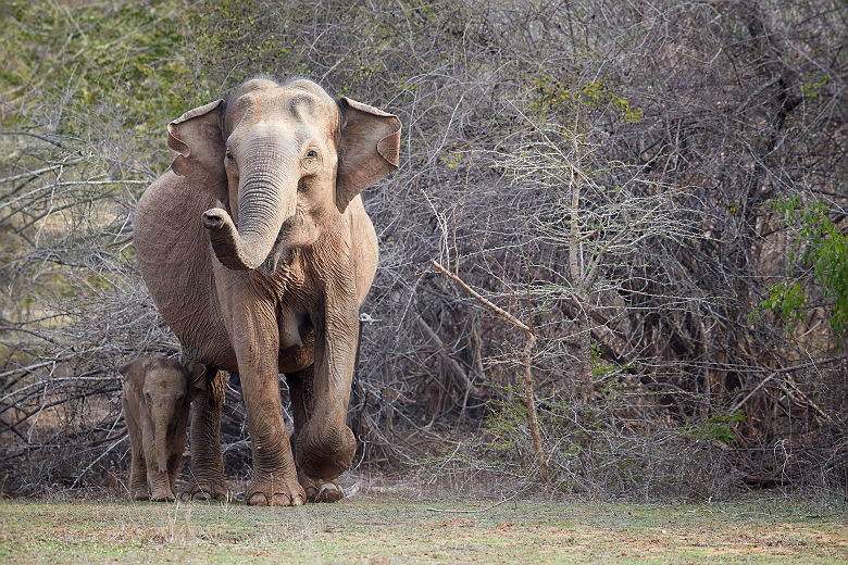 Sri Lanka - Portrait d'une famille d'éléphants au parc national de Yala