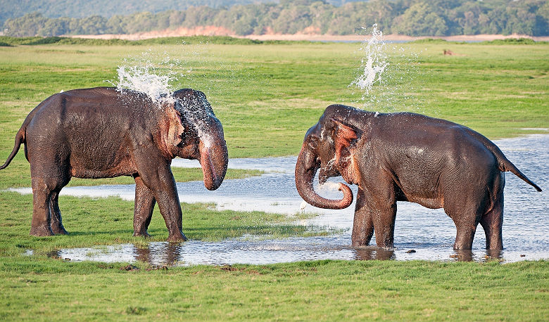 Elephants jouant dans le parc de Yala