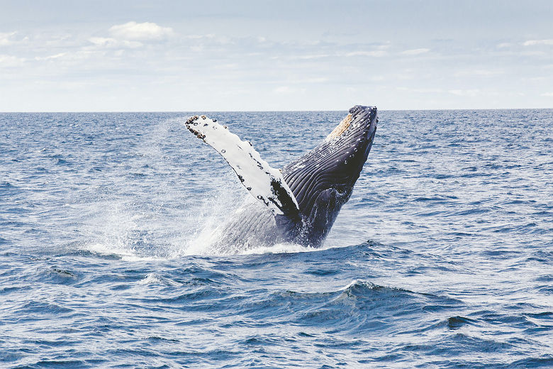 Baleine au Sri Lanka