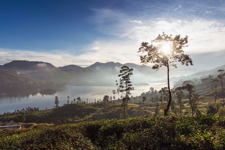 Ceylon Tea Trails