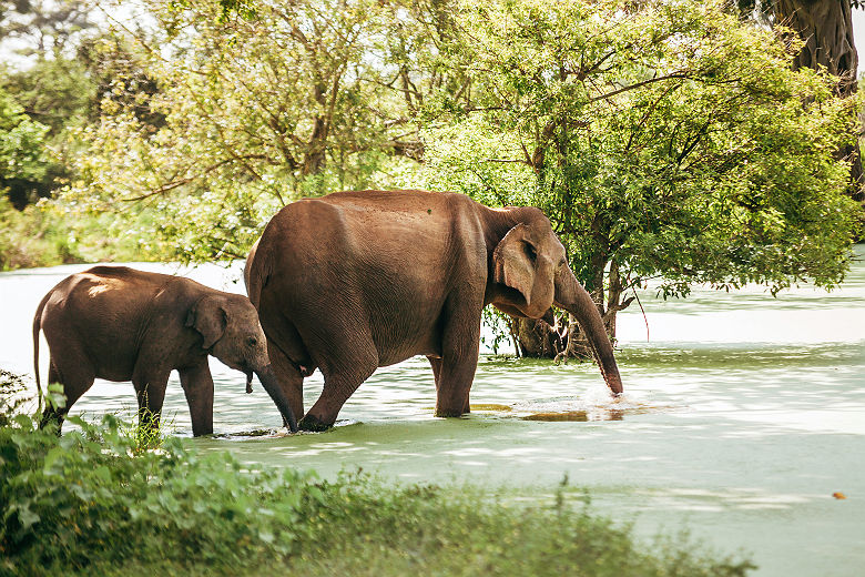 Elephants dans le Parc National d'Uda Walawe - Sri Lanka