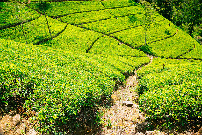 Les plantations de thé de Nuwara Eliya - Sri Lanka