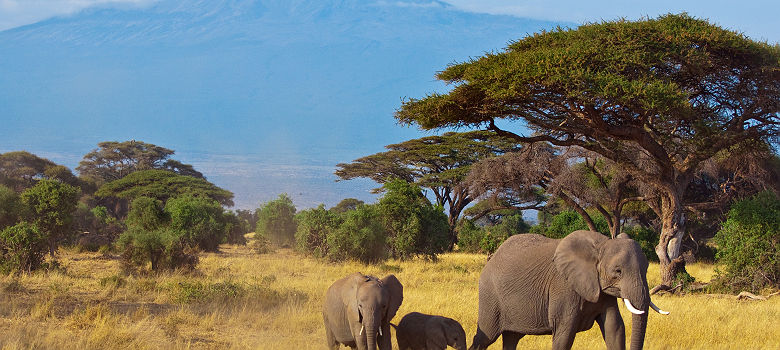 Famille d'éléphants devant le Kilimandjaro en Tanzanie