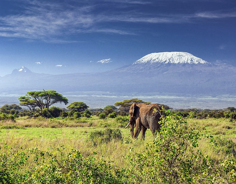Éléphant en face du mont Kilimandjaro &amp; Mawenzi Peak - Tanzanie