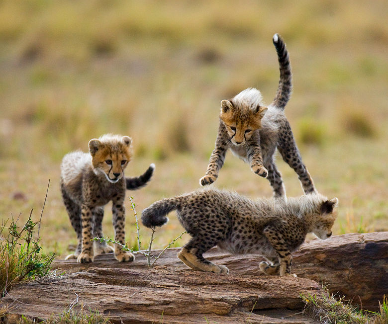 Petits guépards jouant ensembles dans la savane - Tanzanie
