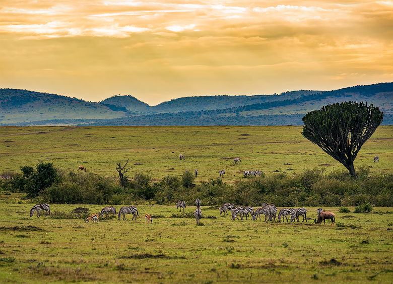 Troupeau de zèbre au cratère Ngorongoro - Tanzanie