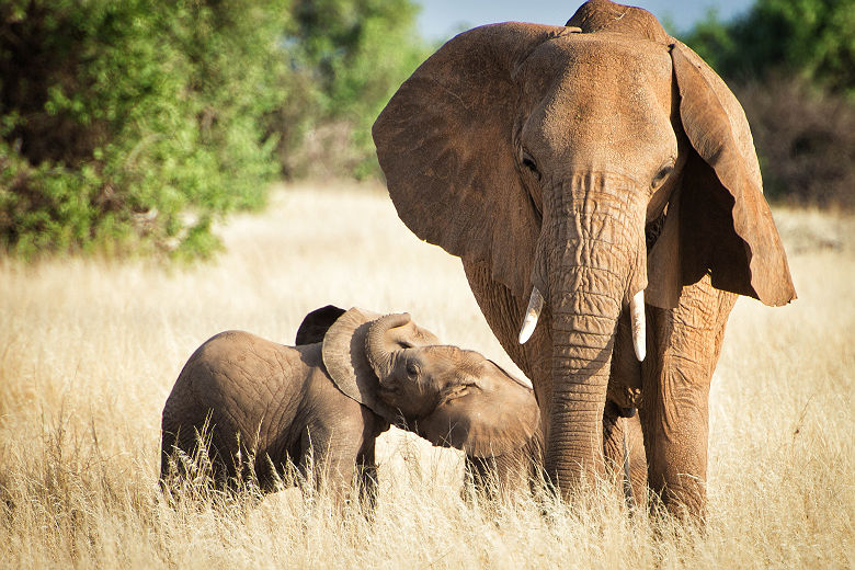 Famille d'éléphants - Tanzanie