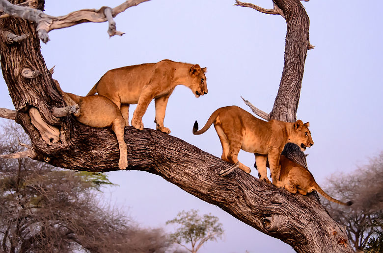 Lions dans le Parc national de Nyerere 