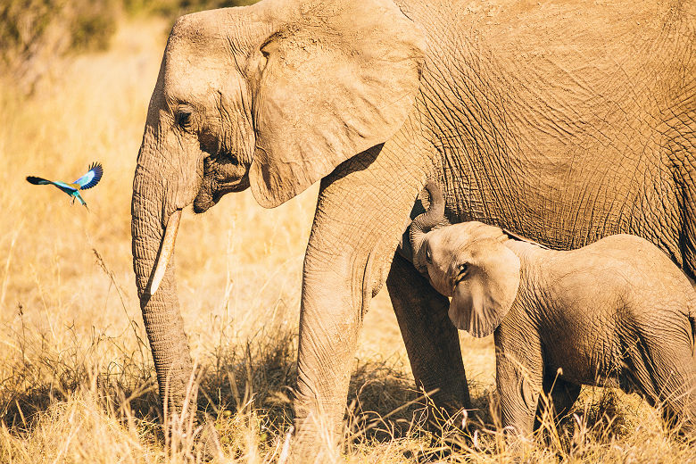 Portrait d'un éléphant et son bébé au parc national de Ruaha