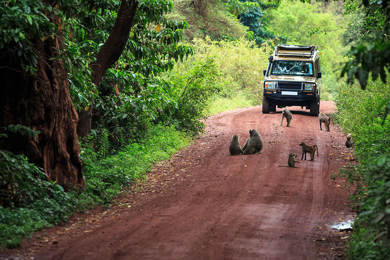 Afrique - Safari au parc national du lac Manyara