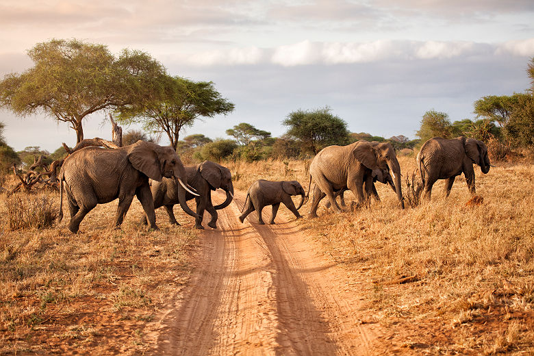 Afrique - Troupeau d'éléphants au parc national de Tarangire