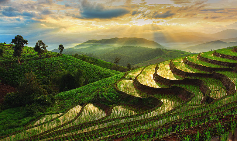 Thaïlande - Rizière en terrasse à Chiangmai