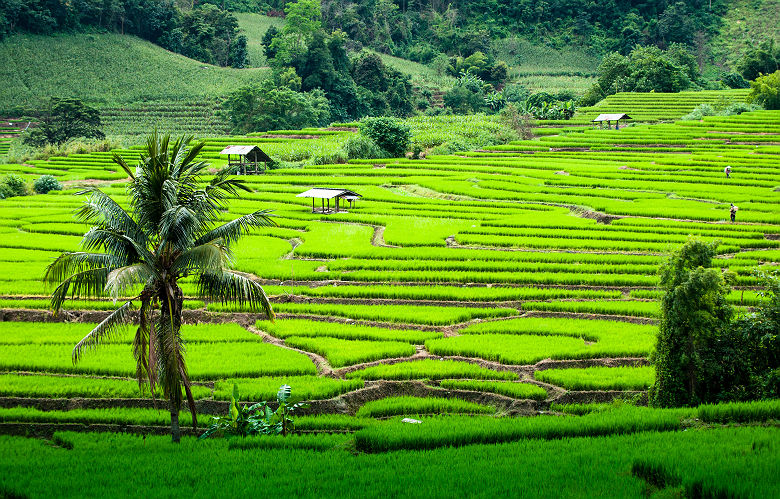 Thaïlande - Vue sur les rizières à Mae Chaem