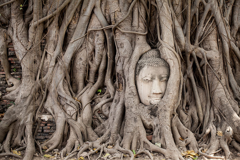 Visage de buddha sculpté dans un arbre, Ayutthaya - Thaïlande