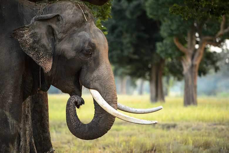 Portrait d'un éléphant dans la jungle - Thaïlande