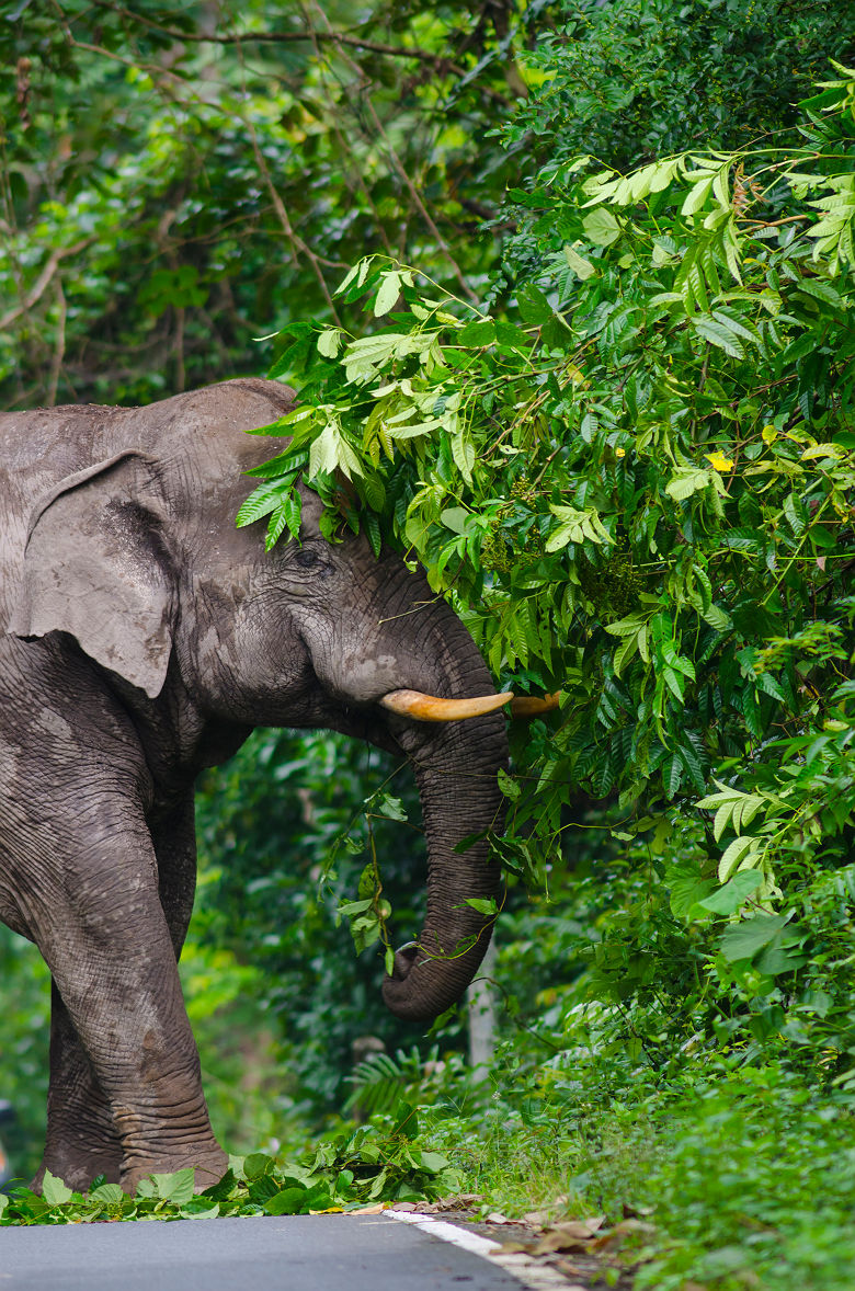 Eléphant dans le parc national Khoa Yai - Thaïlande