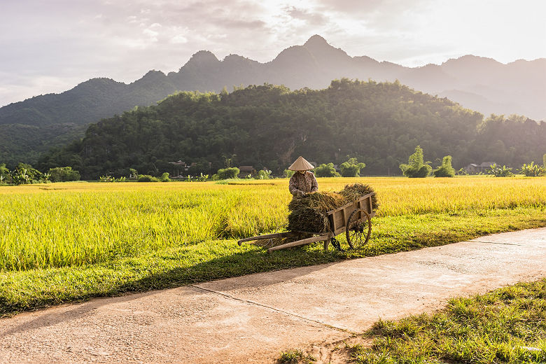 Femme travaillant dans les rizières, mai Chau