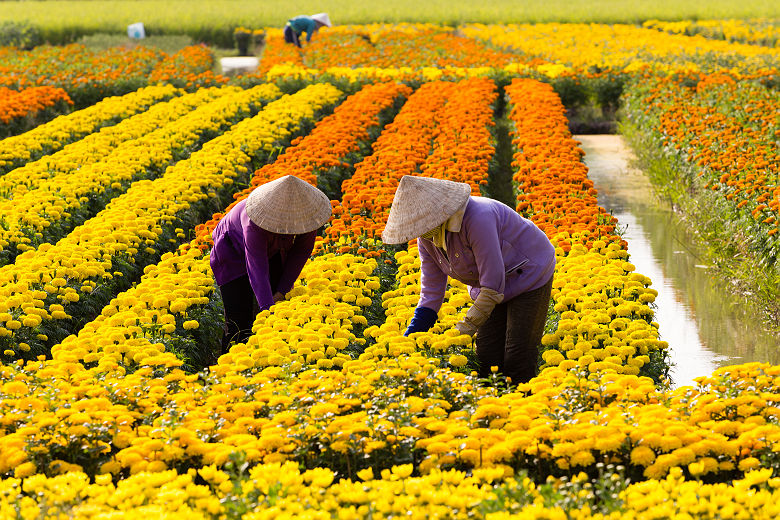 VietNamese woman with conical hat is harvesting flower, in SaDec