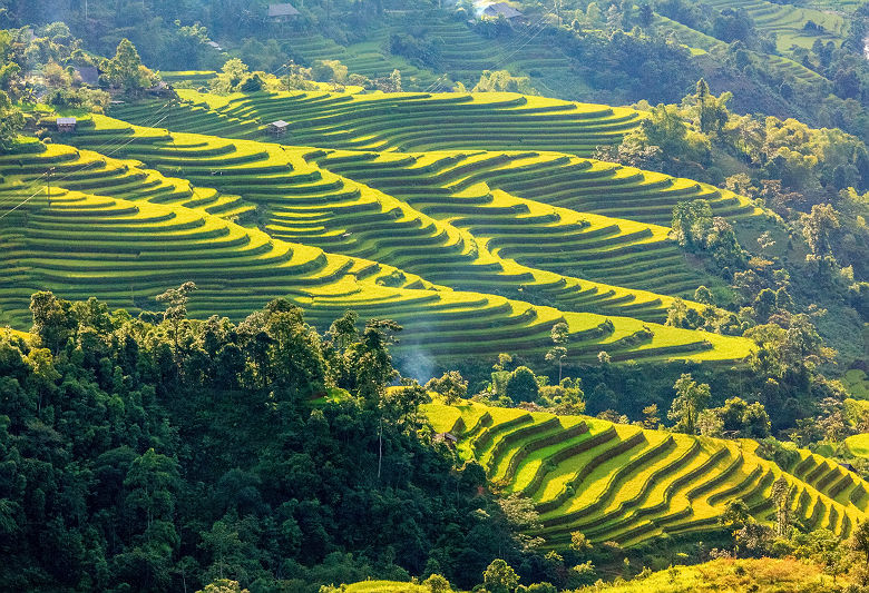 Rice fields on terraced of Hoang Su Phi, Ha Giang