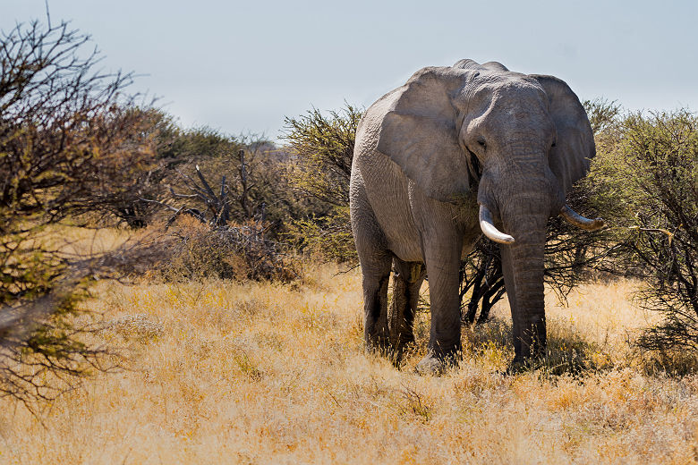Eléphant du parc National Chobe - Botswana