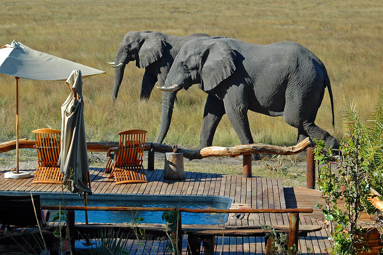 Deux éléphants près de la piscine d'un lodge dans le delta d'Okavango - Botswana