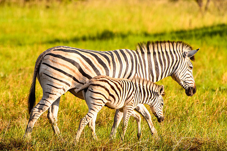 2 zèbres dans la Réserve Naturelle de Moremi - Botswana