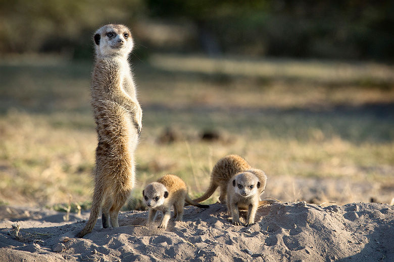 Famille de Suricates au bord de Ntwetwe Pan, Botswana