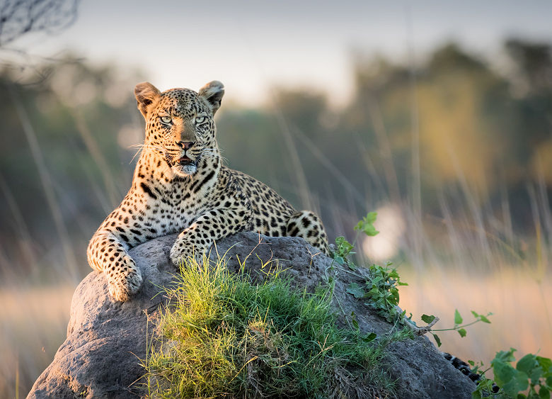 Botswana - Portrait d'un léopard dans la savane