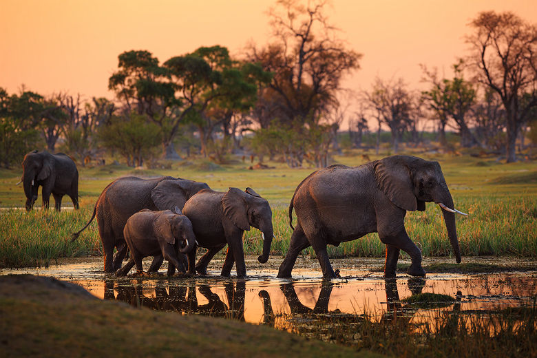 Afrique - Troupeau d'éléphants au parc national de Moremi