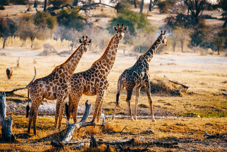 Trois girafes , parc national des Makgadikgadi Pan