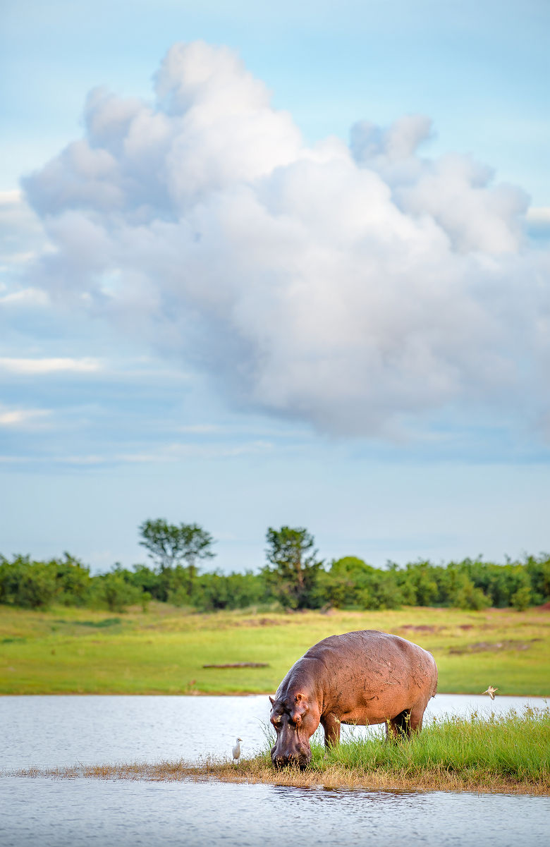Hippopotame se désaltérant - Zimbabwe