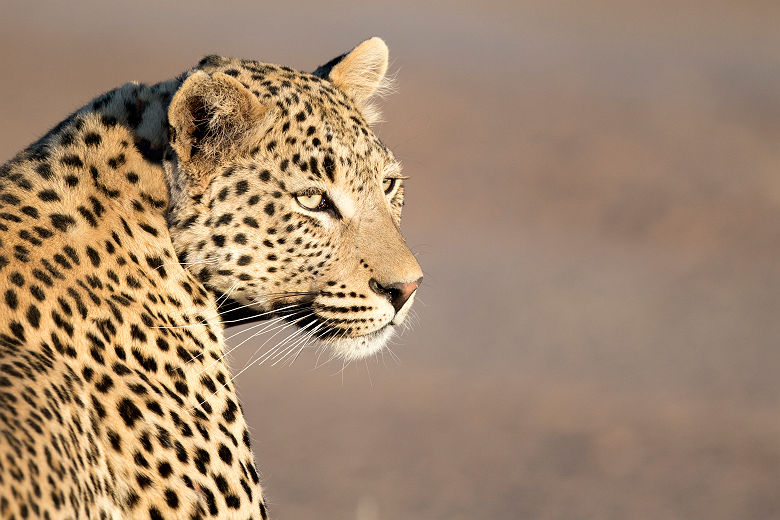 Portrait d'un léopard - Zimbabwe