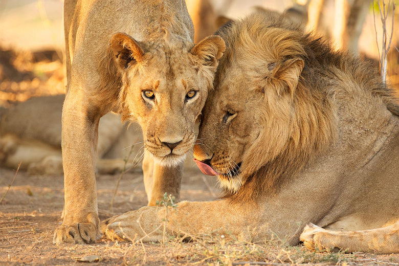 Deux lions - Zimbabwe