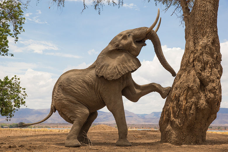 Eléphant près d'un arbre - Zimbabwe