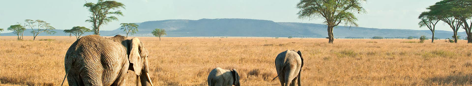 Safaris & Lodges