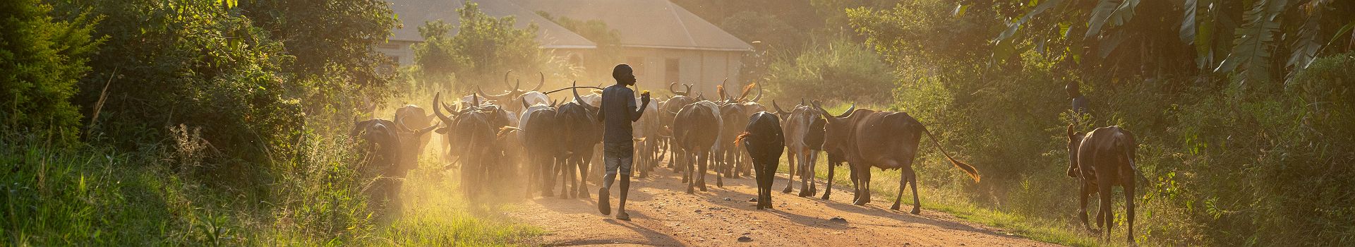 Voyage en Ouganda