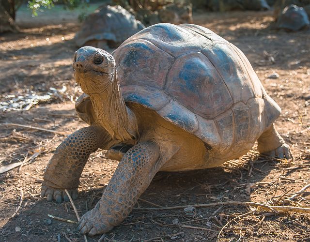 Tortue Rodrigues