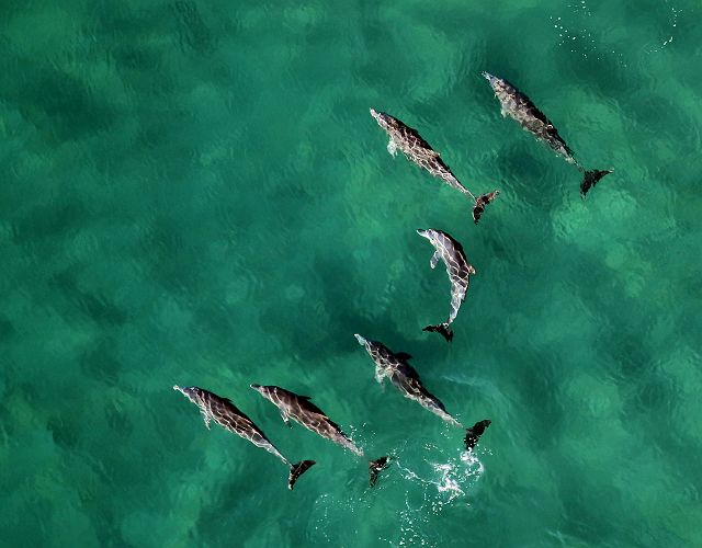 Dauphins au Mozambique