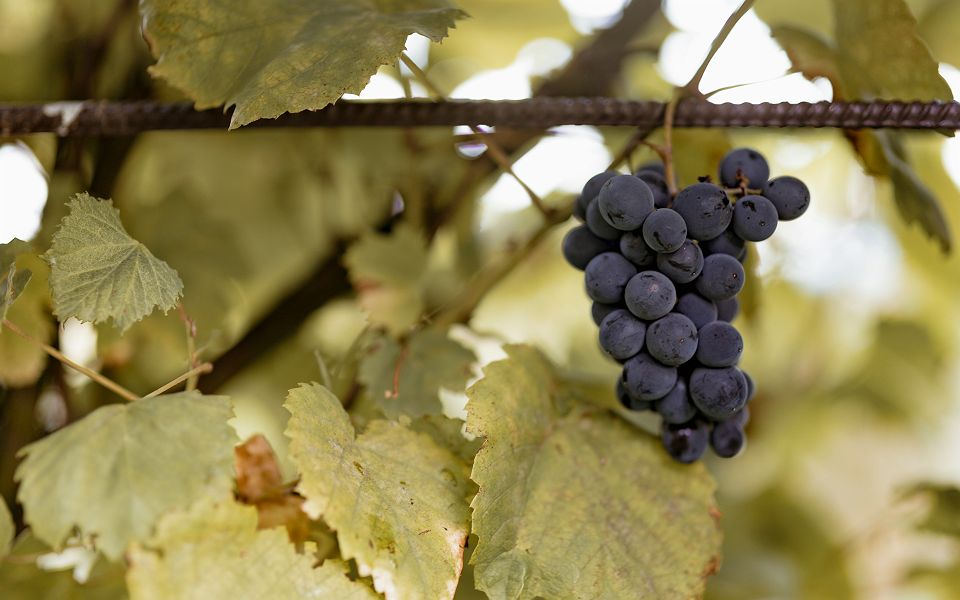 Dexamenes Seaside Hotel - Restaurants - Grèce 