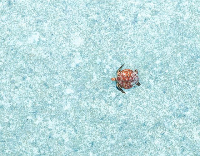 Waldorf Astoria Seychelles - Expériences Nature - Seychelles 