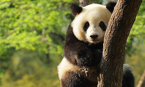 Panda Geant du Sichuan - Chine