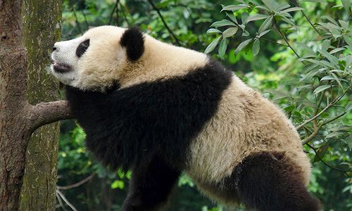 Panda Geant du Sichuan - Chine
